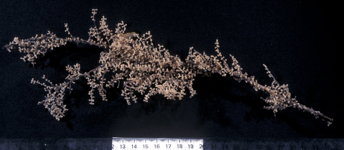 Mountains of marine worms find their niche in mountains of corals